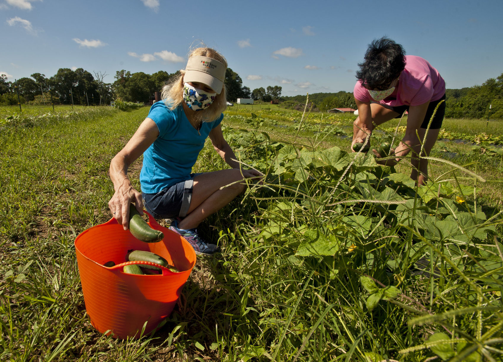 Food Bank garden